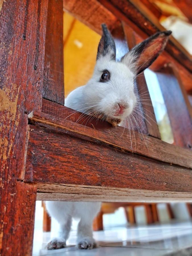 Follow The Rabbit Bungalow 길리 아이르 외부 사진